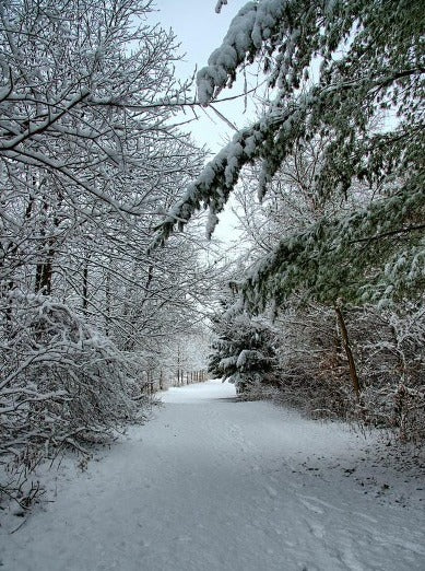 Snow Covered Trails